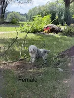 Dutchess, a female Poodle - Miniature  for sale in Versailles, MO – 1 of 1