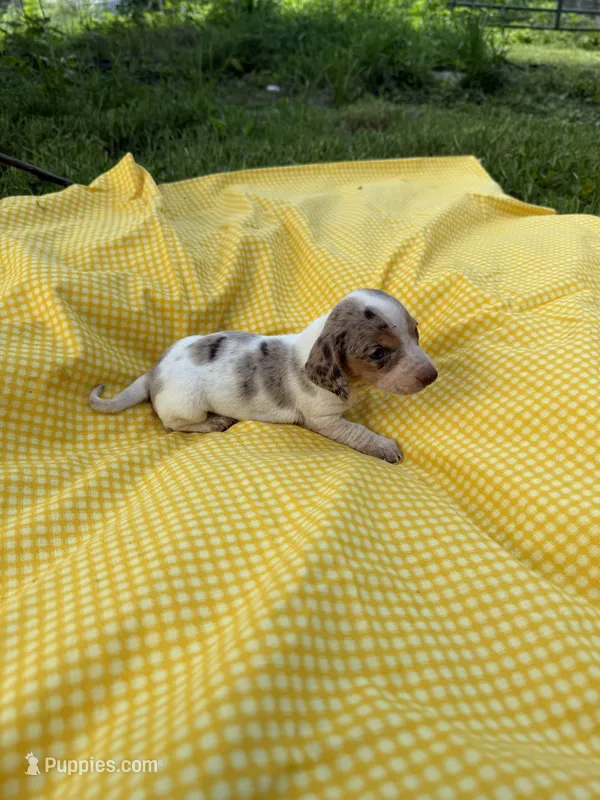 Dandy – Miniature Dachshund puppy for sale in Versailles, MO