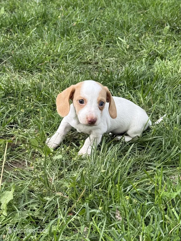 Ziggy – Miniature Dachshund puppy for sale in Versailles, MO