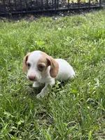 Ziggy, a male Miniature Dachshund for sale in Versailles, MO – Photo 2 of 2