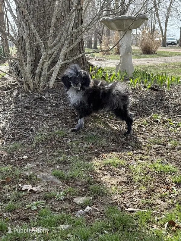 Pepper F1b – Bernedoodle puppy for sale in Versailles, MO