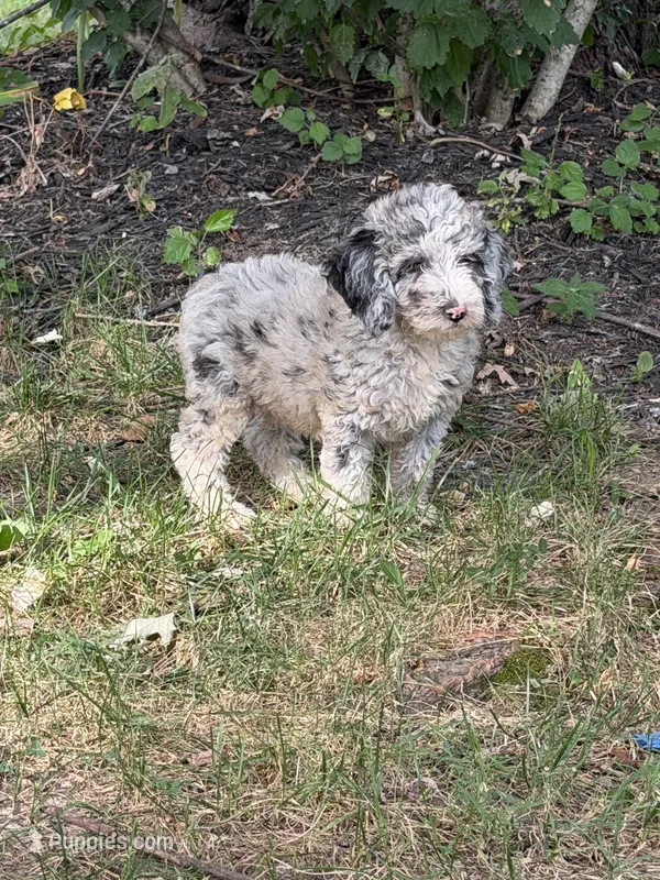 Dandy – Poodle - Miniature  puppy for sale in Versailles, MO