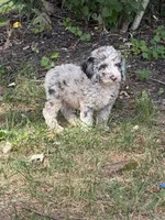 Dandy, a female Poodle - Miniature  for sale in Versailles, MO – 1 of 1