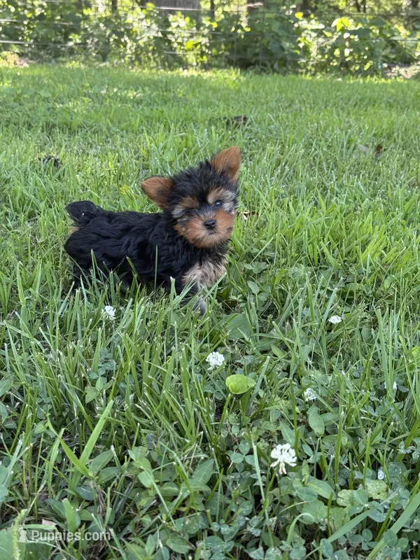 Cooper  – Yorkshire Terrier puppy for sale in Versailles, MO