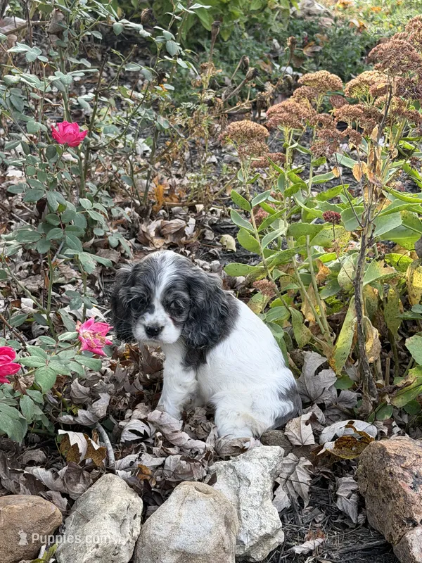 Darling , a female Cocker Spaniel for sale in Versailles, MO – 1 of 2