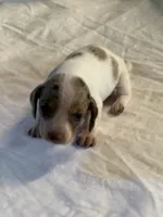 Dandy, a female Miniature Dachshund for sale in Versailles, MO – 3 of 3
