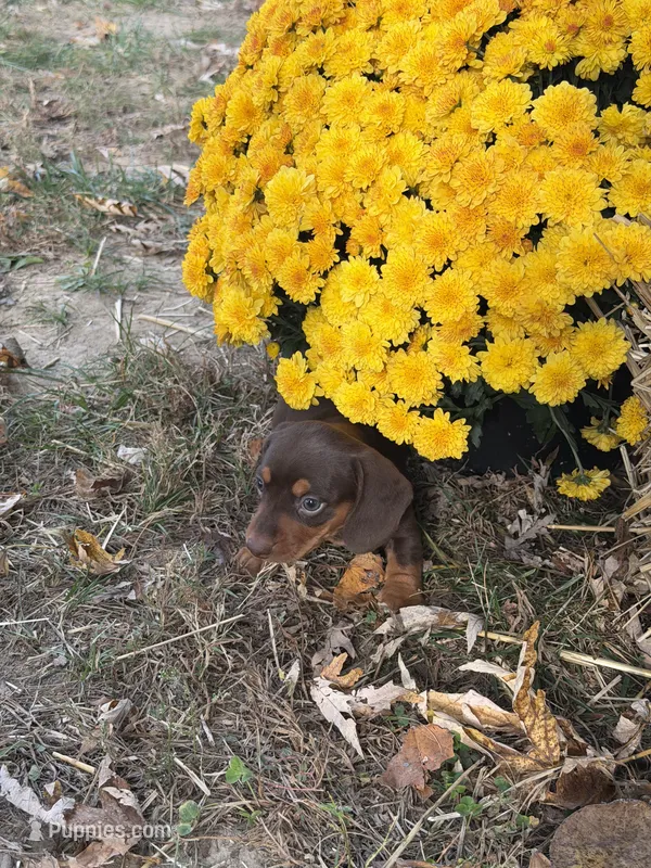Hazel, a female Miniature Dachshund for sale in Versailles, MO – 1 of 2