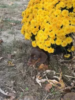 Hazel, a female Miniature Dachshund for sale in Versailles, MO – 1 of 2