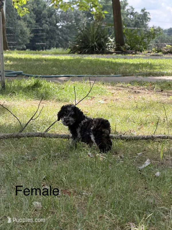 Marble – Poodle - Miniature  puppy for sale in Versailles, MO