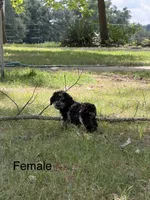 Marble, a female Poodle - Miniature  for sale in Versailles, MO – 1 of 1