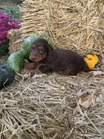 Reese longhair , a female Miniature Dachshund for sale in Versailles, MO – 2 of 2