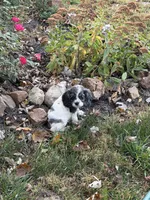 Darling , a female Cocker Spaniel for sale in Versailles, MO – 2 of 2