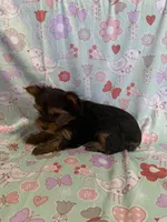 Butterfly, a female Yorkshire Terrier for sale in Versailles, MO – Photo 2 of 2