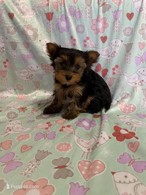 Butterfly – Yorkshire Terrier puppy for sale in Versailles, MO