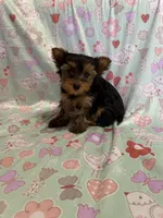 Butterfly, a female Yorkshire Terrier for sale in Versailles, MO – Photo 1 of 2