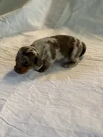 Dapple Lady, a female Miniature Dachshund for sale in Versailles, MO – 2 of 2