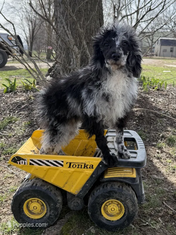 Patches – Bernedoodle puppy for sale in Versailles, MO