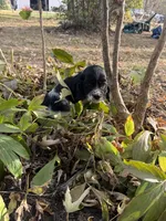 Lady, a female Cocker Spaniel for sale in Versailles, MO – 2 of 2