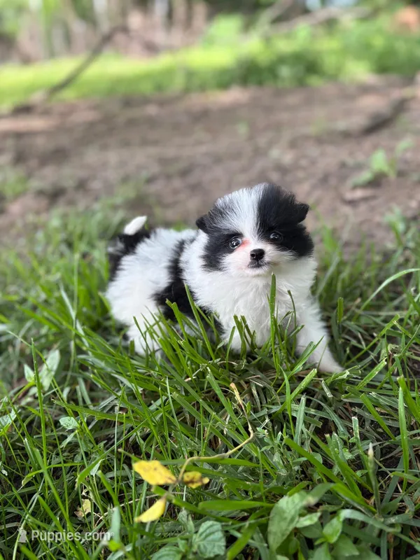 Parti Girl – Pomeranian puppy for sale in Versailles, MO