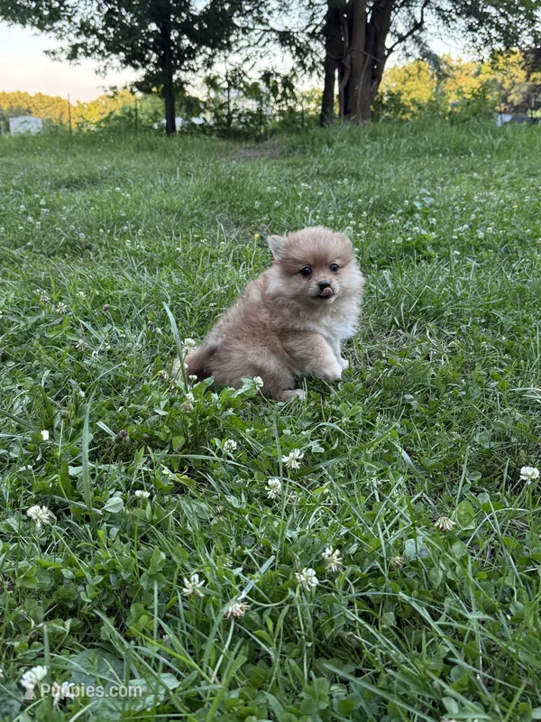 Teddy – Pomeranian puppy for sale in Versailles, MO