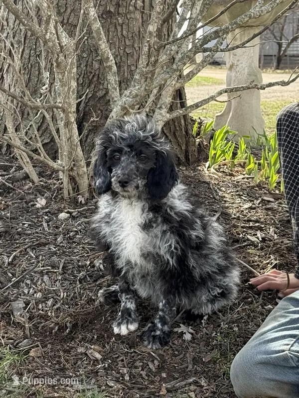 Poppy – Bernedoodle puppy for sale in Versailles, MO
