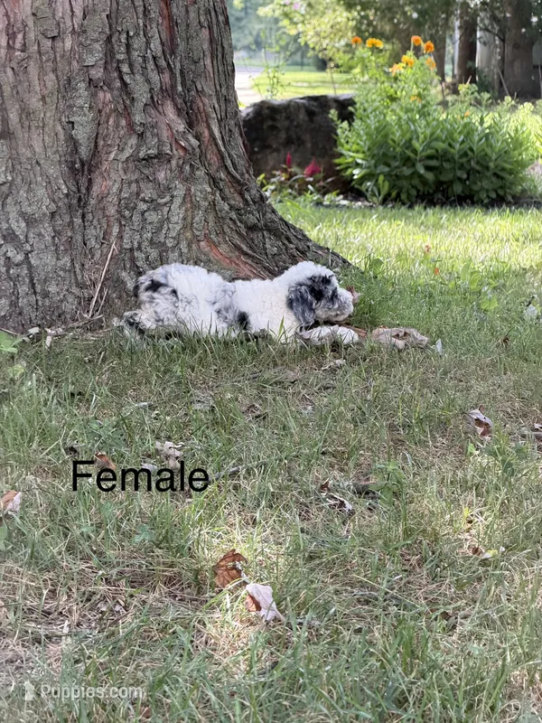 Dolly – Poodle - Miniature  puppy for sale in Versailles, MO
