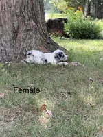 Dolly, a female Poodle - Miniature  for sale in Versailles, MO – 1 of 2