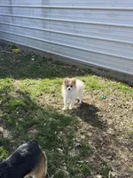 Potato , a male Pomeranian for sale in Versailles, MO – Photo 2 of 2