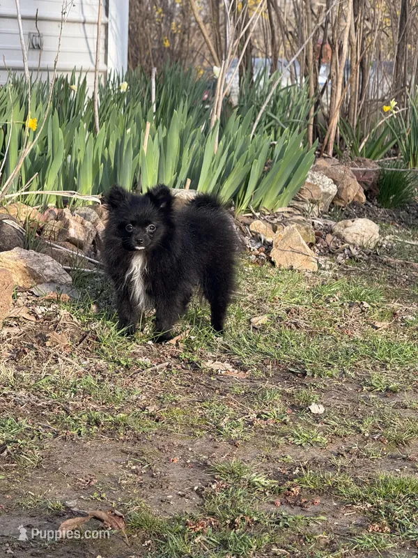 Licorice  – Pomeranian puppy for sale in Versailles, MO