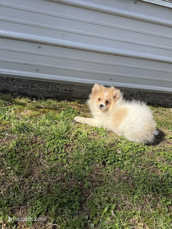 Potato  – Pomeranian puppy for sale in Versailles, MO