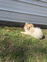 Potato , a male Pomeranian for sale in Versailles, MO – Photo 1 of 2