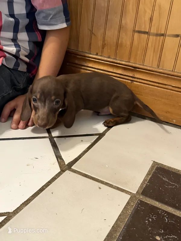Chocolate boy – Miniature Dachshund puppy for sale in Versailles, MO