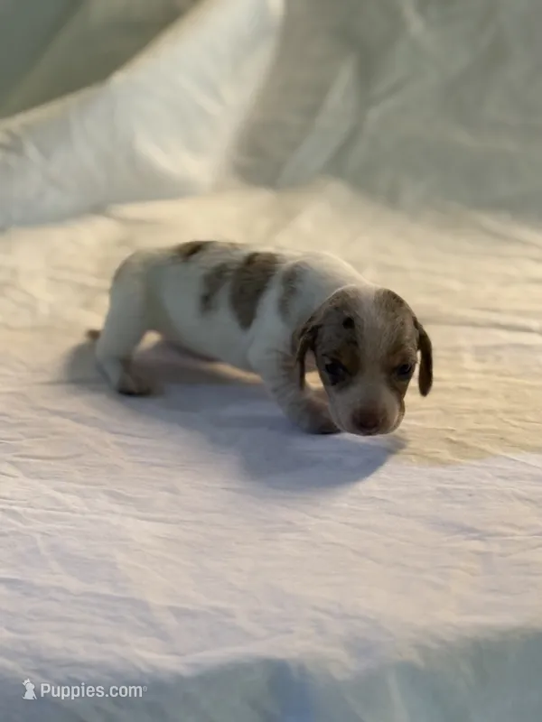 Dandy – Miniature Dachshund puppy for sale in Versailles, MO