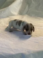 Dandy, a female Miniature Dachshund for sale in Versailles, MO – 1 of 3