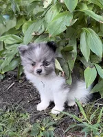 Blue Man, a male Pomeranian for sale in Versailles, MO – 2 of 2