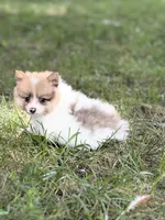 Cody, a male Pomeranian for sale in Versailles, MO – 2 of 2