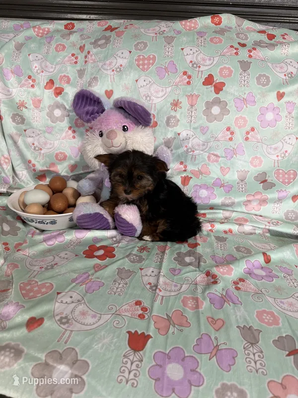 Sassy – Yorkshire Terrier puppy for sale in Versailles, MO