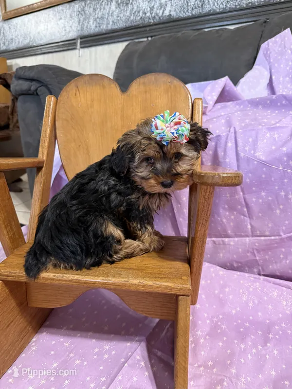 Sparkle  – Yorkshire Terrier puppy for sale in Versailles, MO