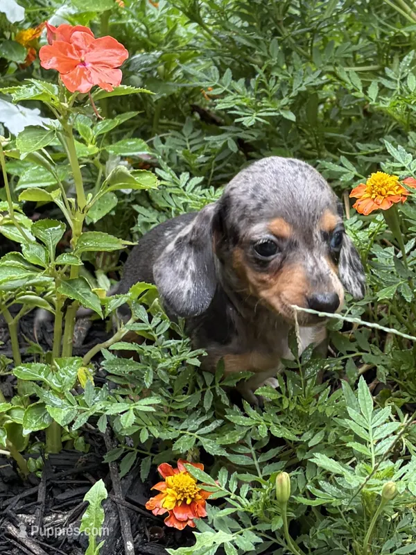 Misty  – Miniature Dachshund puppy for sale in Versailles, MO