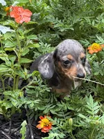 Misty , a female Miniature Dachshund for sale in Versailles, MO – 1 of 2