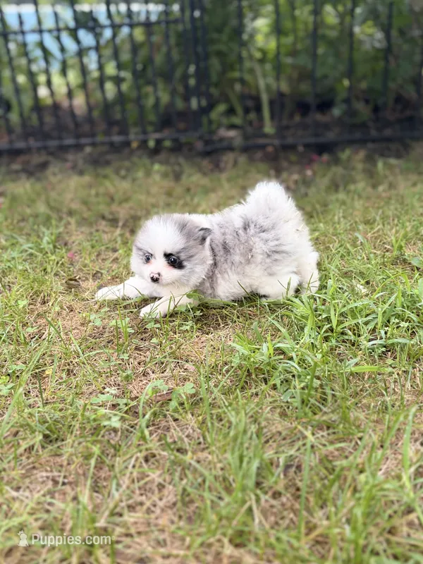 Bandit – Pomeranian puppy for sale in Versailles, MO