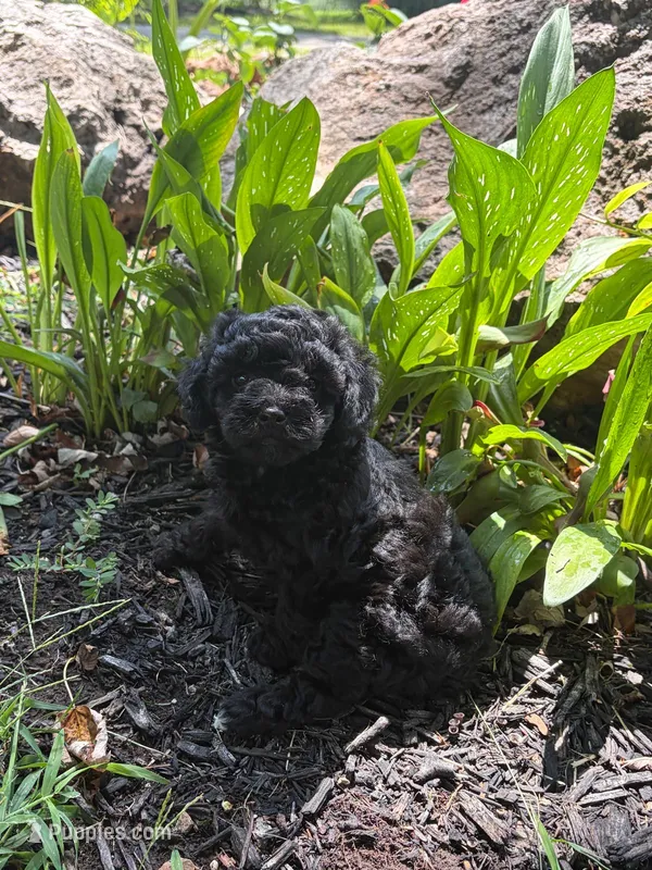 Midnight  – Poodle - Miniature  puppy for sale in Versailles, MO