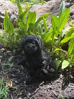 Midnight , a female Poodle - Miniature  for sale in Versailles, MO – 1 of 1