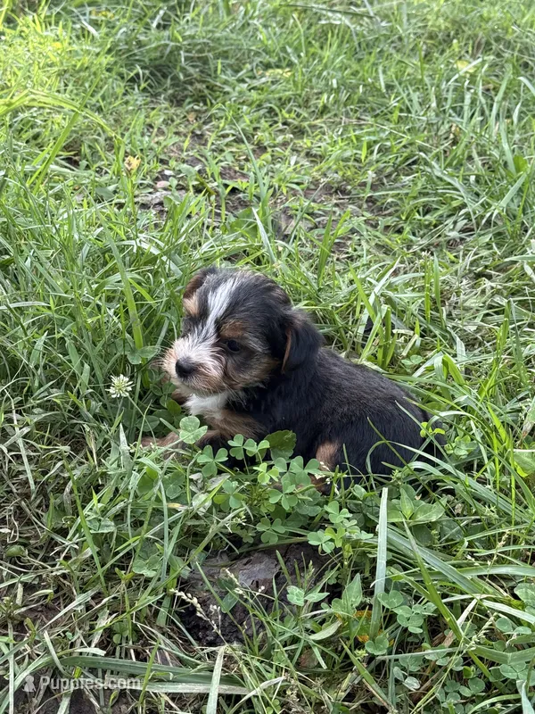 Parti Man – Yorkshire Terrier puppy for sale in Versailles, MO