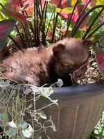 Hazel, a female Pomeranian for sale in Versailles, MO – 2 of 2
