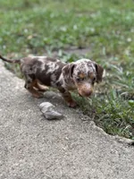 Honey, a female Miniature Dachshund for sale in Versailles, MO – 2 of 2