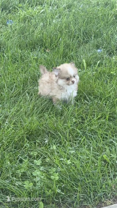 Charmer – Pomeranian puppy for sale in Versailles, MO