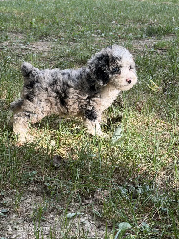 Blue darling  – Poodle - Miniature  puppy for sale in Versailles, MO