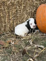 Patch, a male Cocker Spaniel for sale in Versailles, MO – 1 of 2