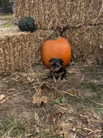 Rocky, a male Yorkshire Terrier for sale in Versailles, MO – 2 of 2